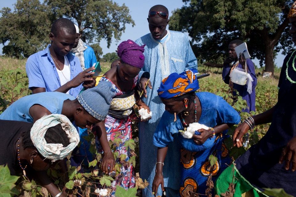 Sénégal: Linguères - Journée portes ouvertes sur les résultats de la première formation des agents techniques sur les champs-écoles agro-pastoraux (CEAP)